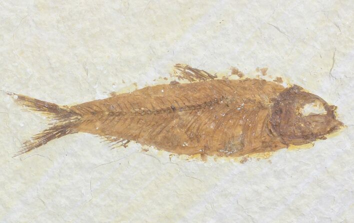 Knightia Fossil Fish - Wyoming #71019